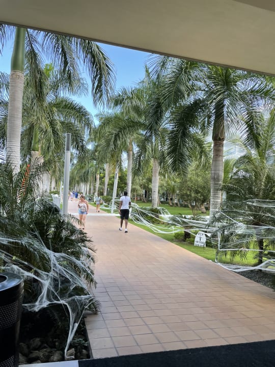 Gartenanlage Hotel Riu Republica - Adults only