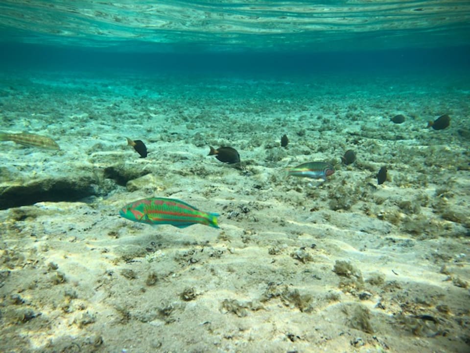 Strand Serenity Alpha Beach
