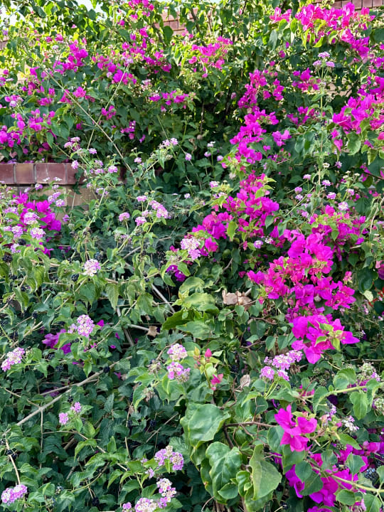 Gartenanlage Bella Beach Hotel