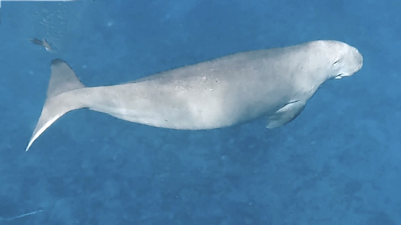 Sport & Freizeit Steigenberger Coraya Beach - Adults only