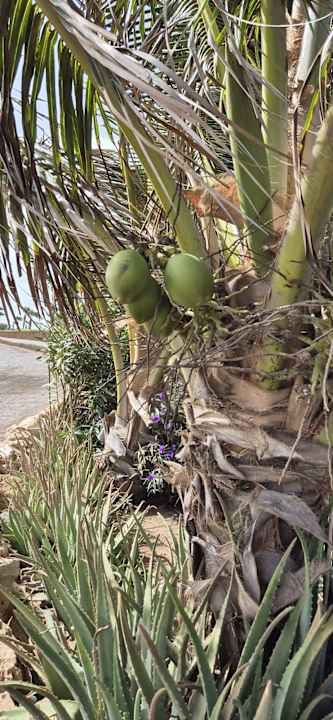 Gartenanlage Hotel Riu Cabo Verde