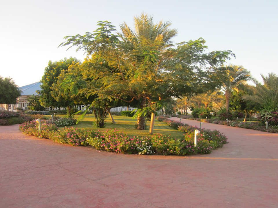 Gartenanlage Desert Rose