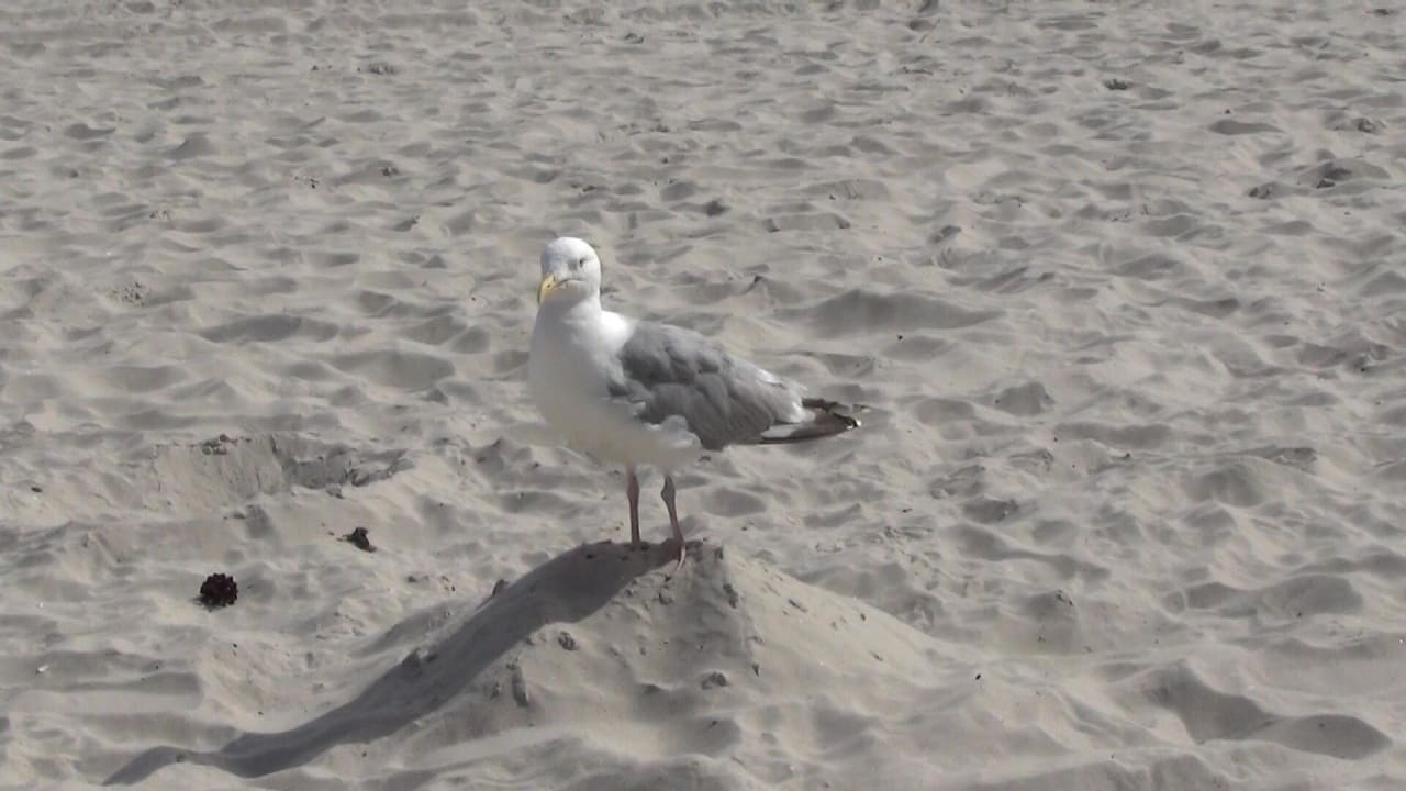 Strand IFA Rügen Hotel & Ferienpark
