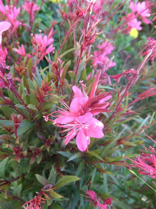 Oleander Hotel Sidekum