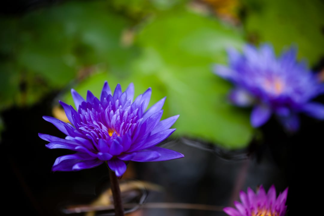 Gartenanlage Chatrium Hotel Riverside Bangkok