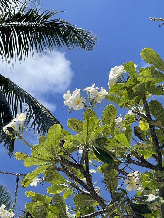 Gartenanlage Adaaran Select Hudhuran Fushi - Premium All Inclusive