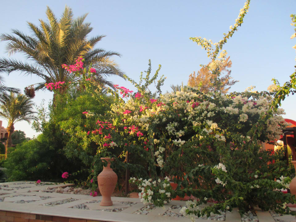 Alle steht in voller Blüte Jaz Makadi Oasis Resort