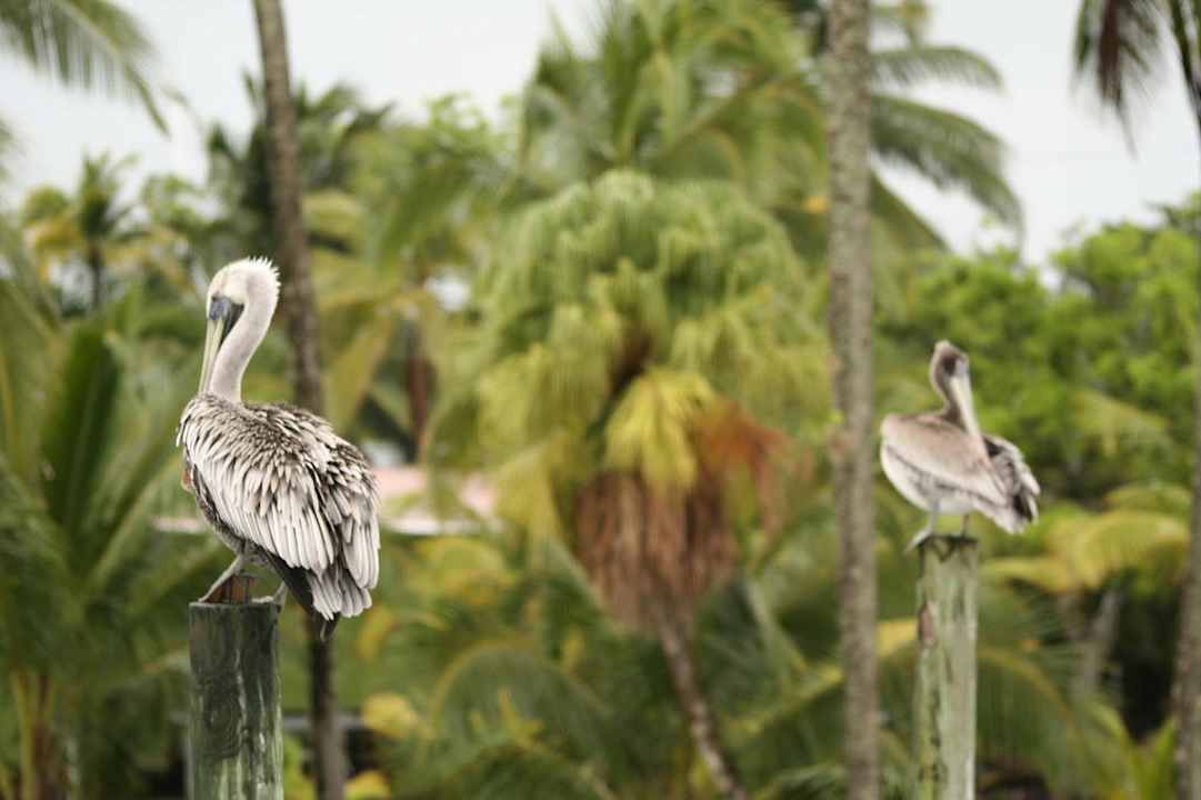 Die Hauspelikane Casa Acuario