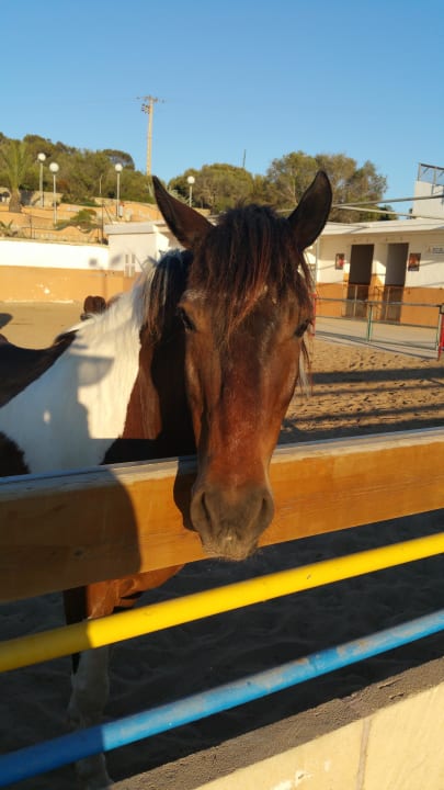 My lovely horse Sun Club Eldorado