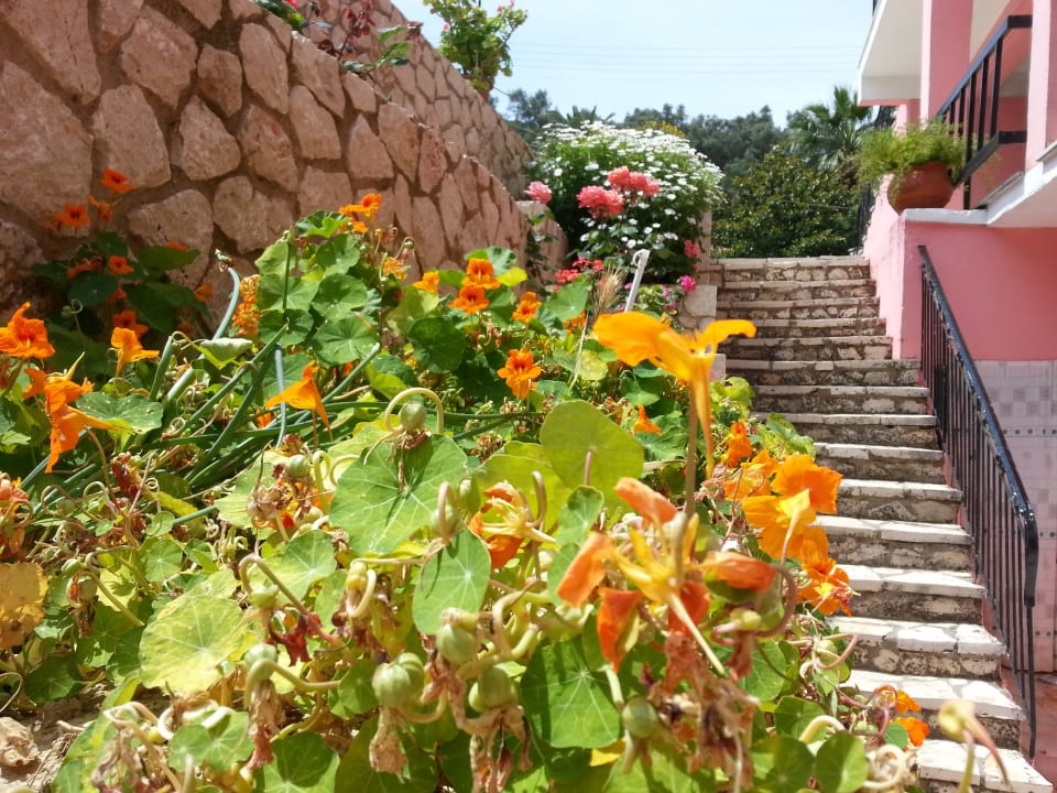 Schön grün  Hotel Adriolos