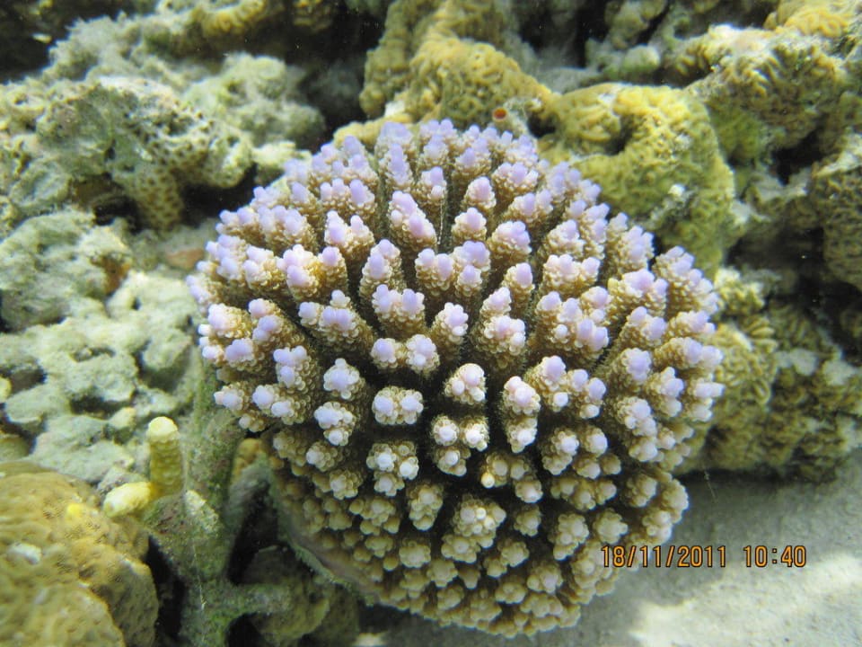 Океан Adaaran Select Hudhuran Fushi - Premium All Inclusive