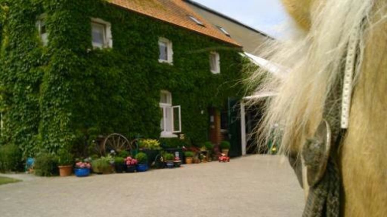 Ausblick einer Liebevollen Haflingerin Stute  Ferienhof Upwarf