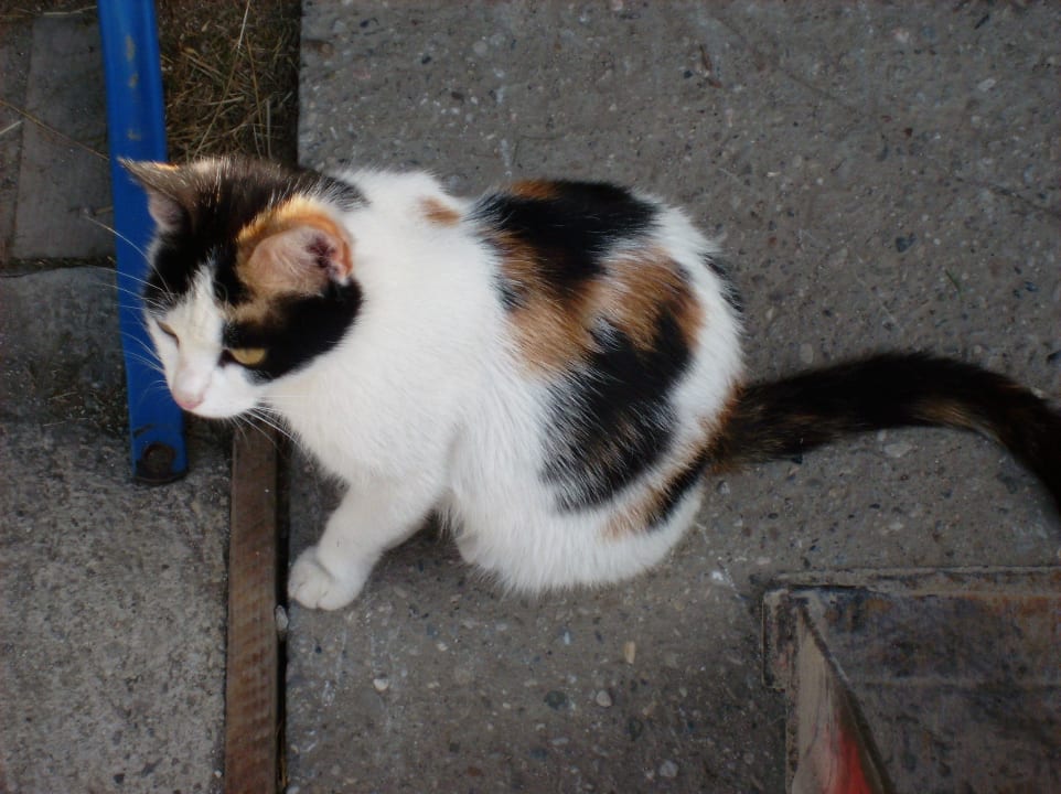 Katze Peterl zum Streicheln Ferienhof Ritzer