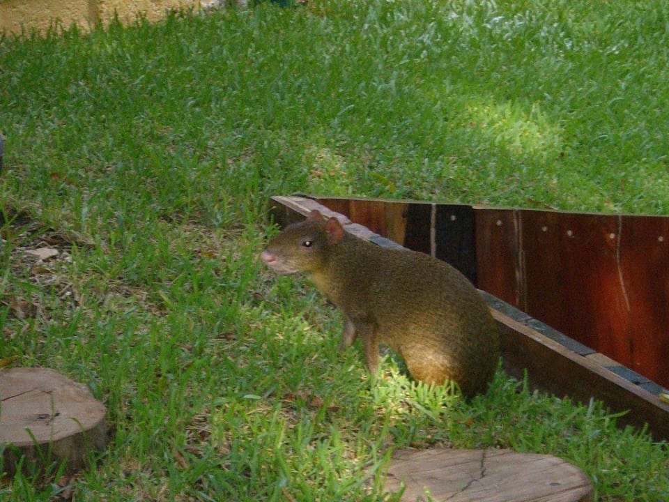 Agoutis - Mitbewohner im Hotel The Reef Playacar