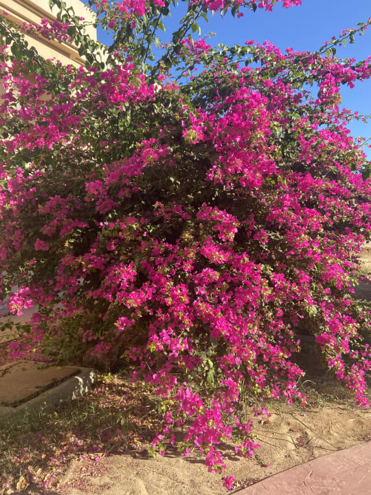 Gartenanlage Cleopatra Luxury Beach Resort Makadi Bay - Adults only