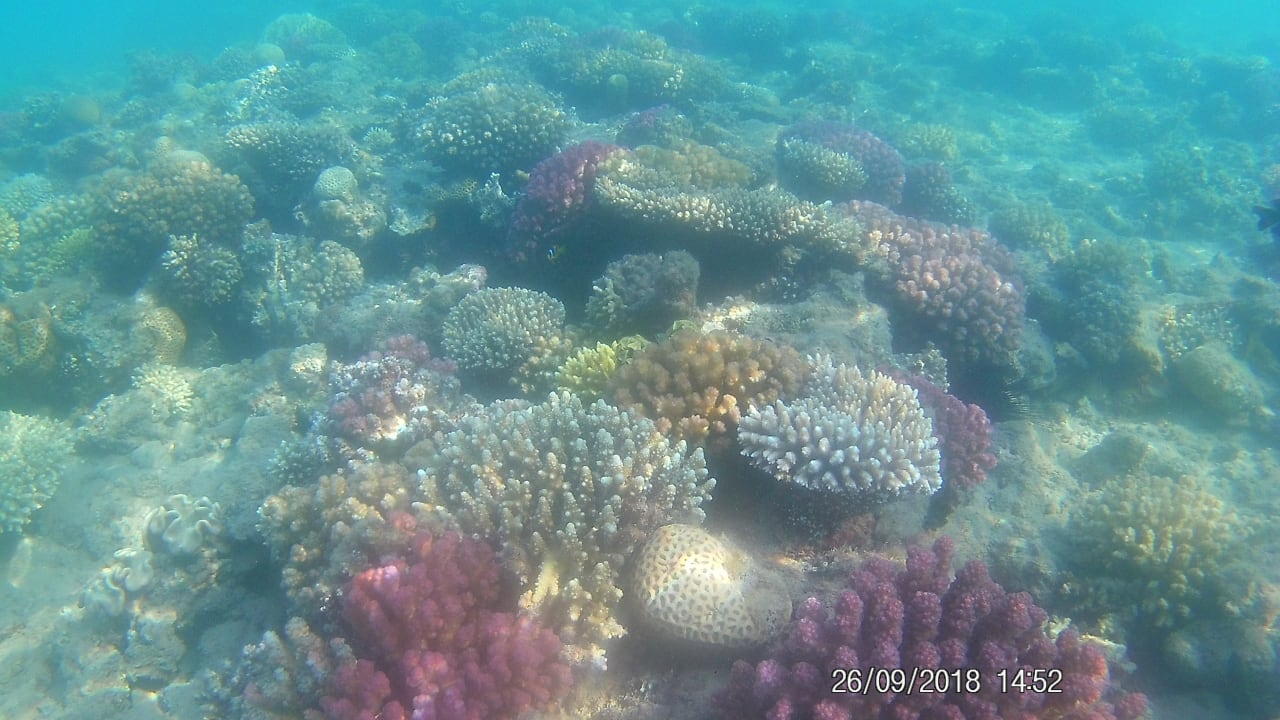 Sport & Freizeit Menaville Safaga