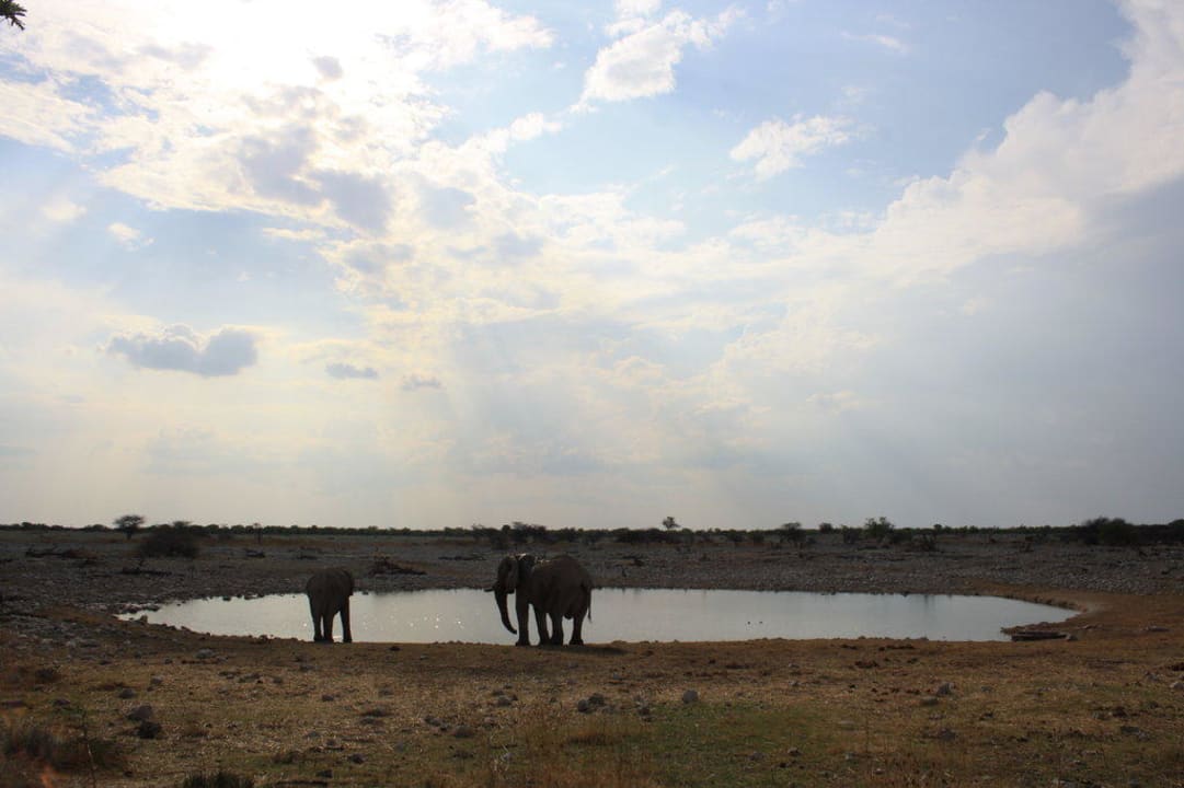 Wasserloch mit nachmittäglichen Besuchern Okaukuejo Camp