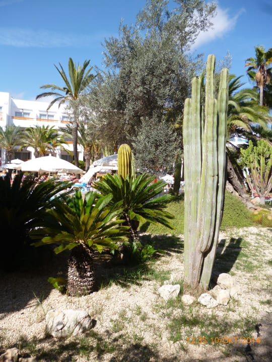 Was fürs Auge und für die Seele Calimera Fido Gardens