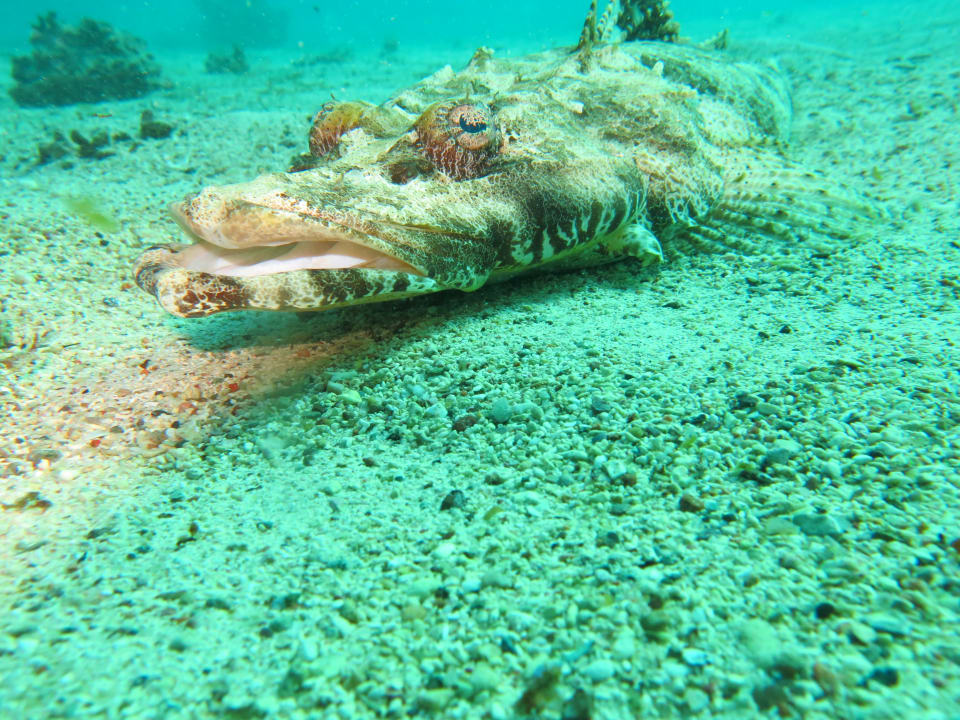 Sport & Freizeit Mövenpick Resort El Quseir