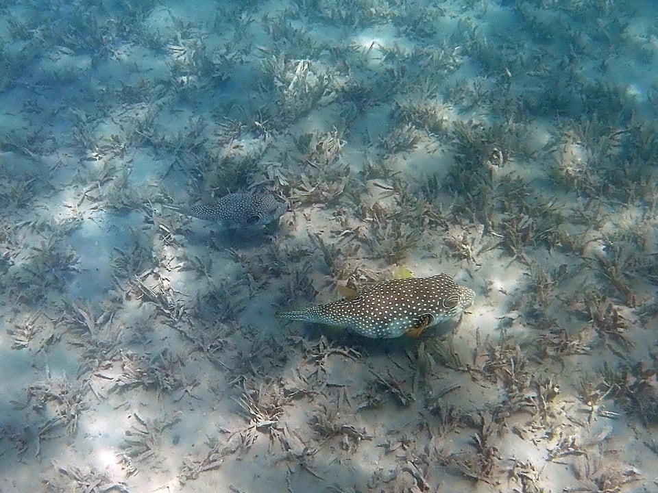 Sport & Freizeit Jaz Makadi Oasis Resort