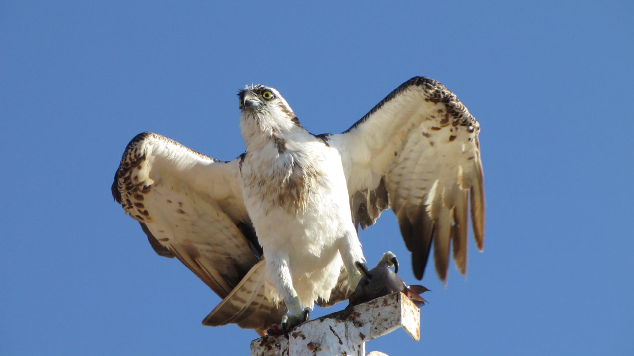 Adler am Strand Jaz Solaya