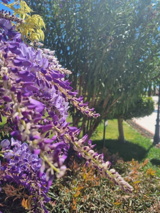 Gartenanlage Saphir Resort & Spa