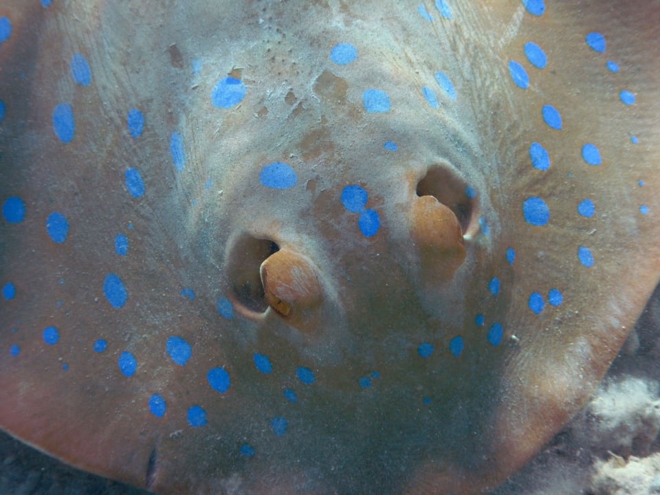 Blaupunktrochen Hotel Gorgonia Beach Resort