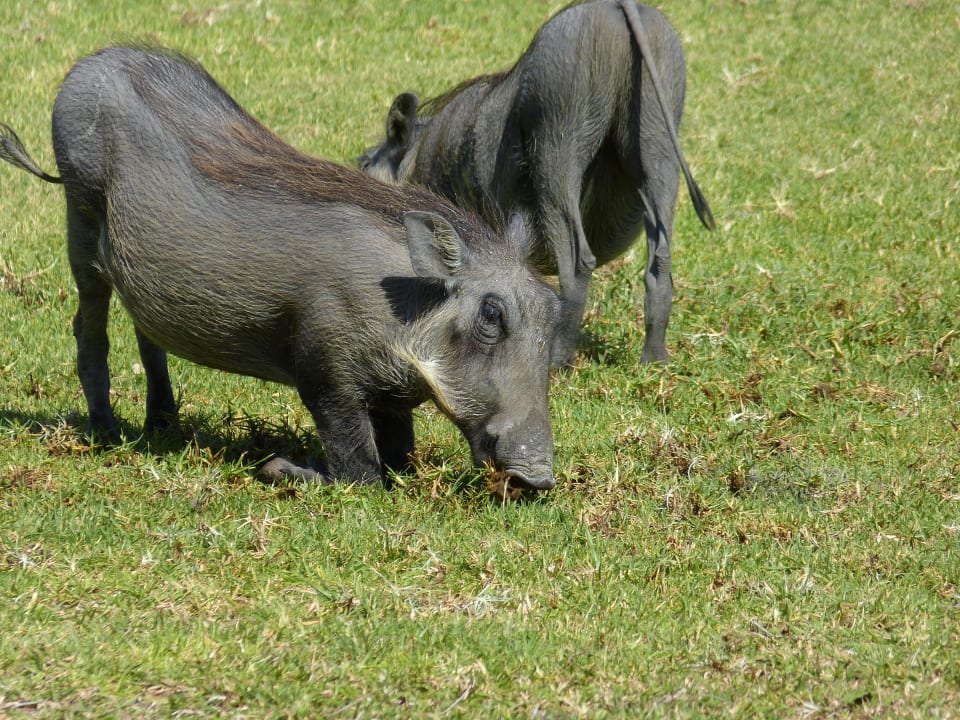 Begrüßungskomitee Mushara Bush Camp