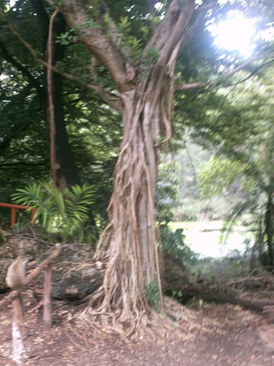 In der Gartenanlage Neptune Village Beach Resort & Spa