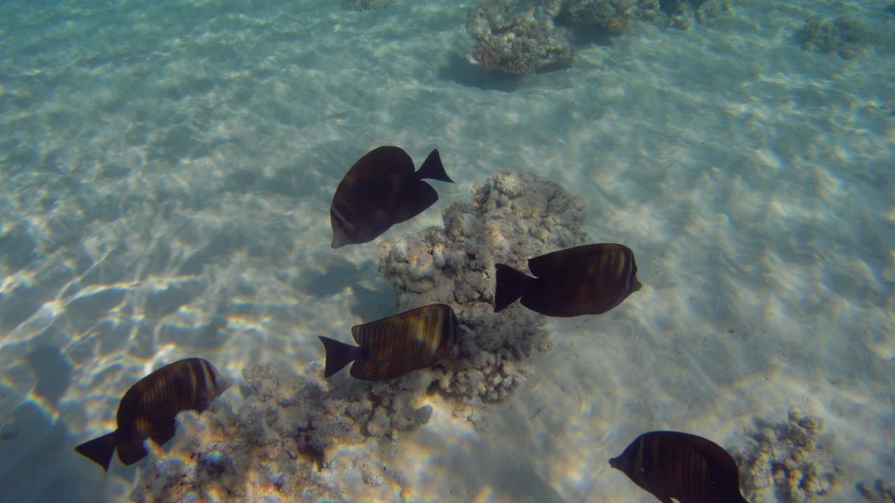 Sport & Freizeit Hotel Gorgonia Beach Resort