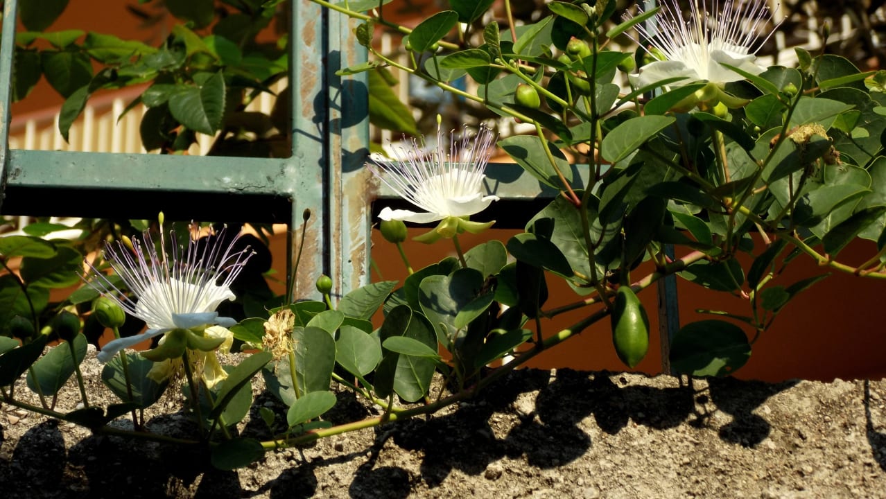 Kapern Blüten Hotel Astor