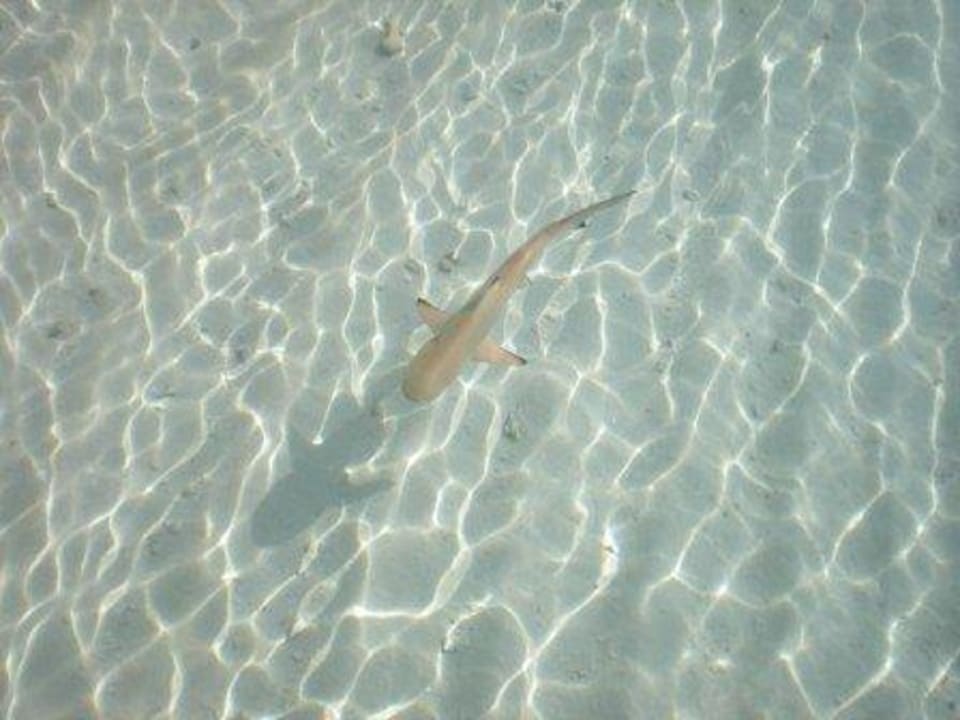 kleiner Hai Kuramathi Maldives
