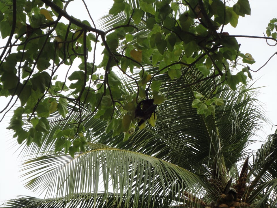 Ein Flughund Kuredu Island Resort & Spa