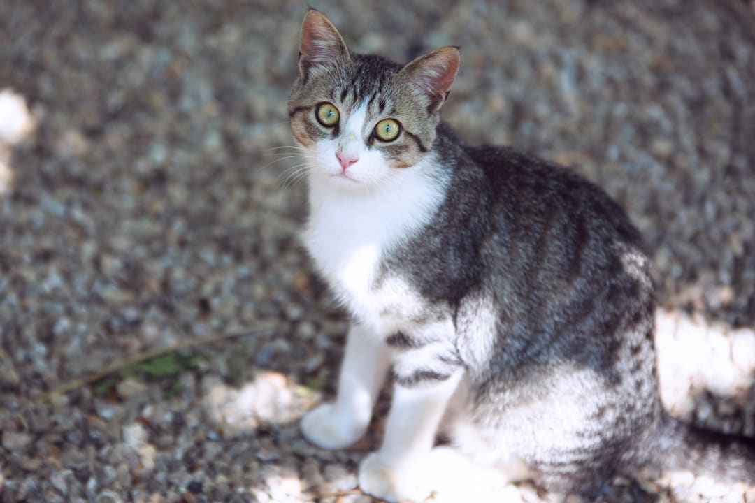 Sonstiges Hotel Finca Can Paulino