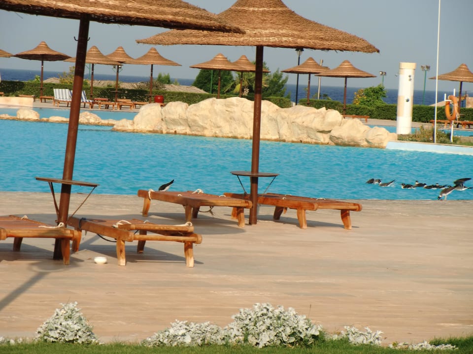 Mehr Möwen wie Gäste Hotel Gorgonia Beach Resort