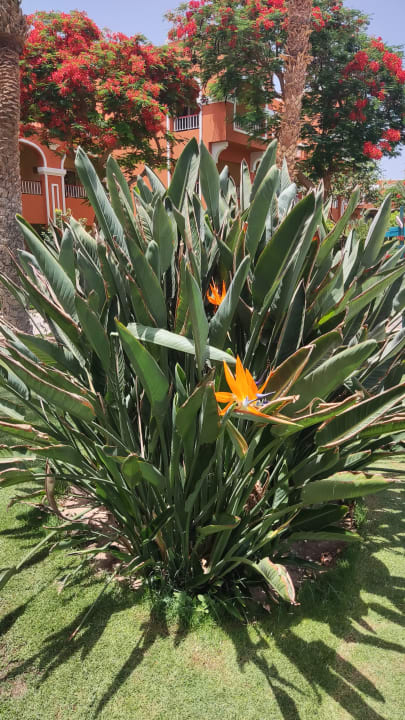 Gartenanlage Sentido Caribbean World Soma Bay