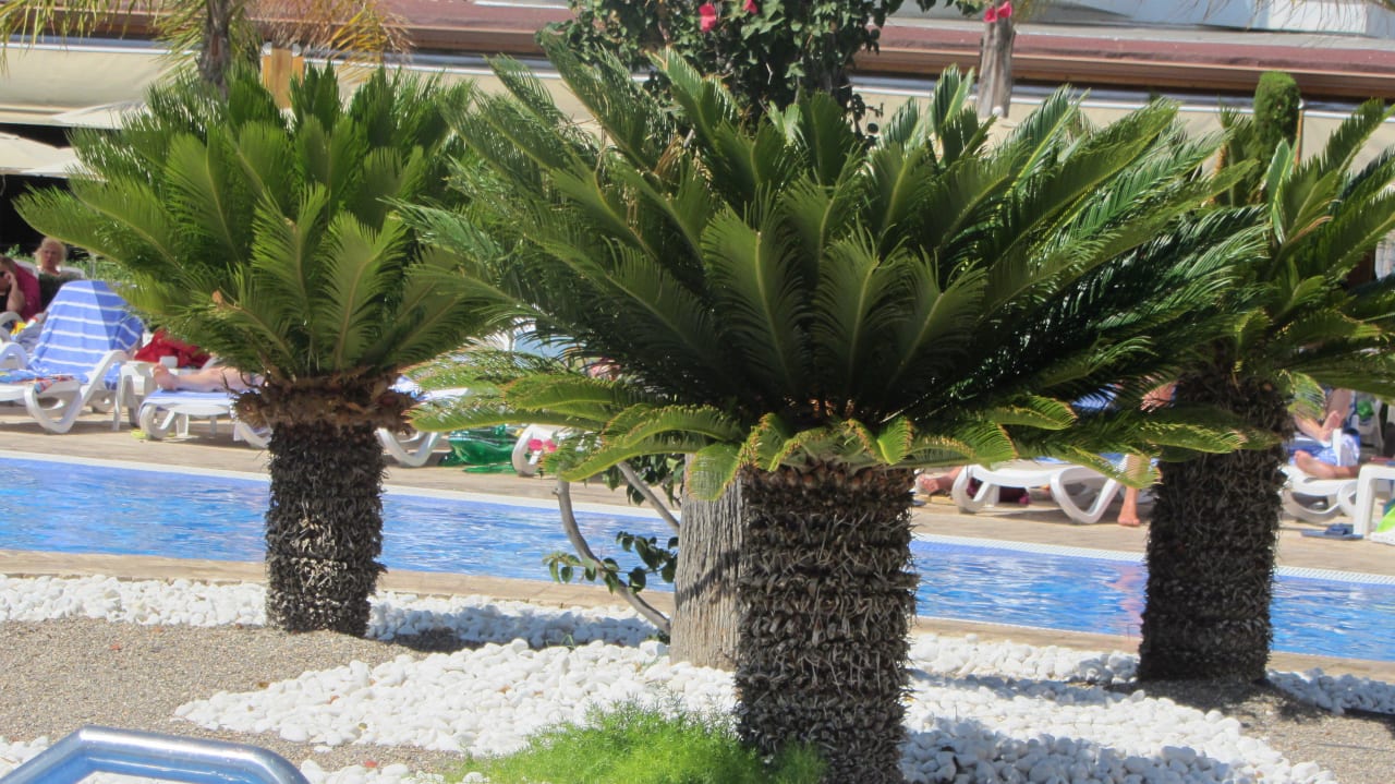 Palmen am Pool Hipotels Cala Millor Park