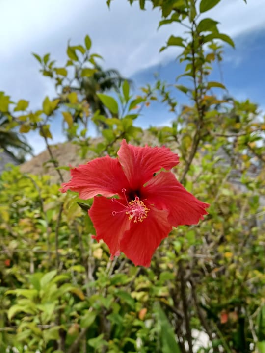 Gartenanlage Kuredu Island Resort & Spa