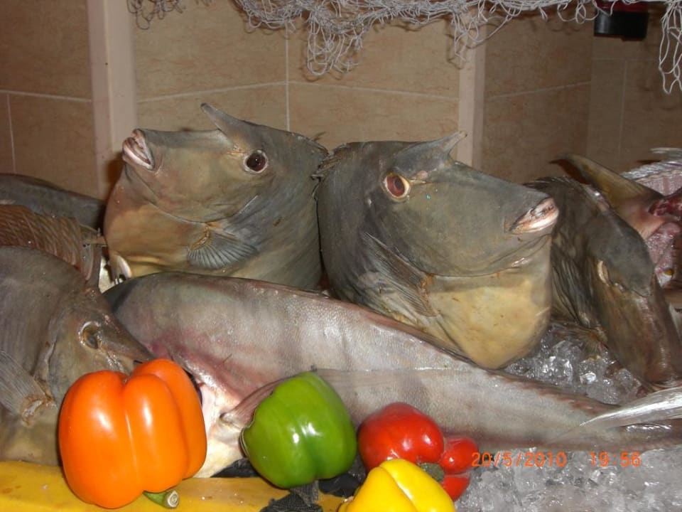 Große Fische TUI MAGIC LIFE Kalawy
