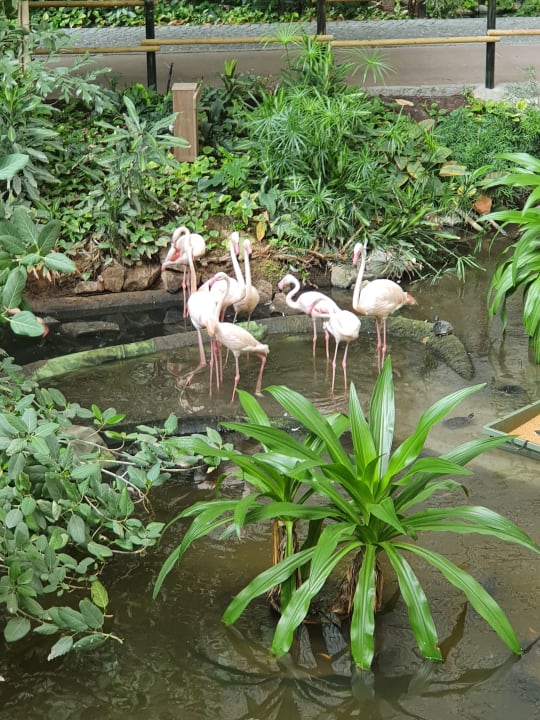 Gartenanlage Tropical Islands Resort