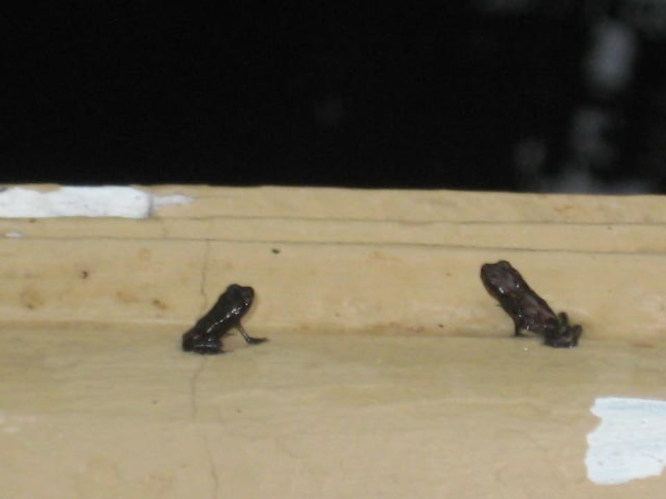 Die waren so klein... The Fair House Beach Resort