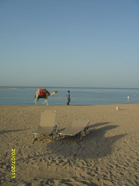Wielbłądy za opłatą JAZ Aquamarine Resort