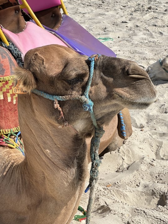 Strand Djerba Sun Beach Hotel & Spa
