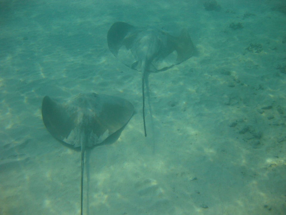 Unterwasserwelt am Hausriff Reethi Beach Resort