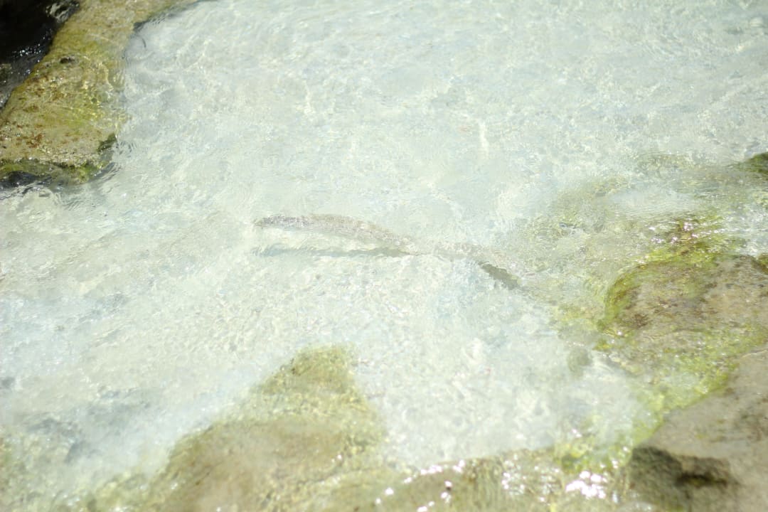 Eine Muräne Kuramathi Maldives