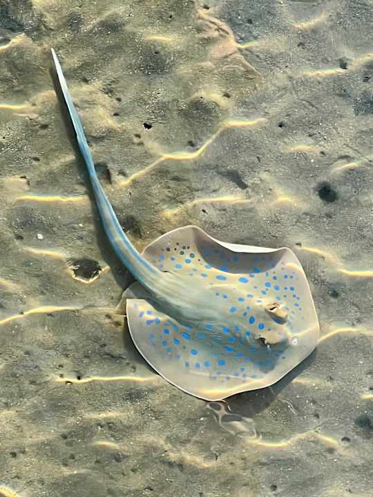 Strand Casa Mare Resort