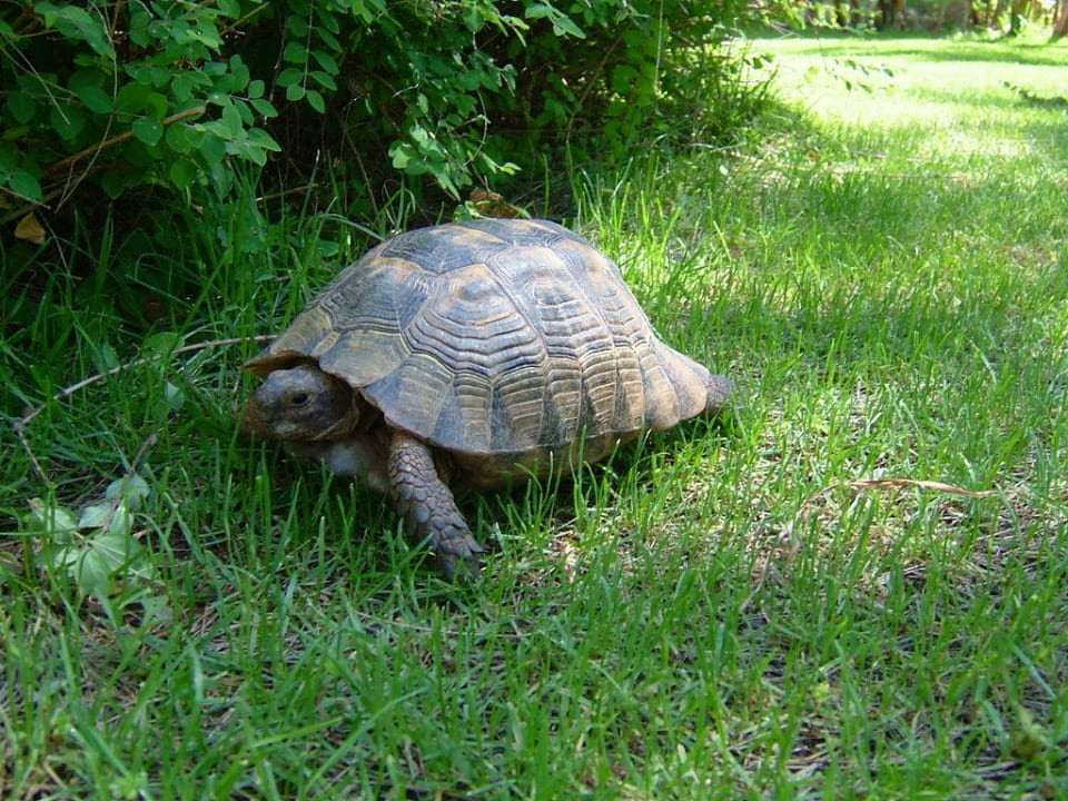 Schildkröten in der Anlage Adora Hotel & Resort