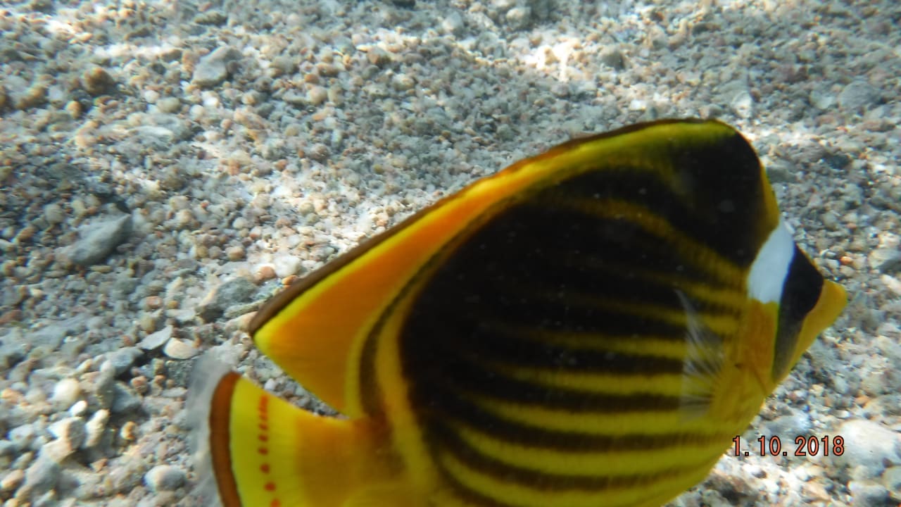 Strand Parrotel Beach Resort