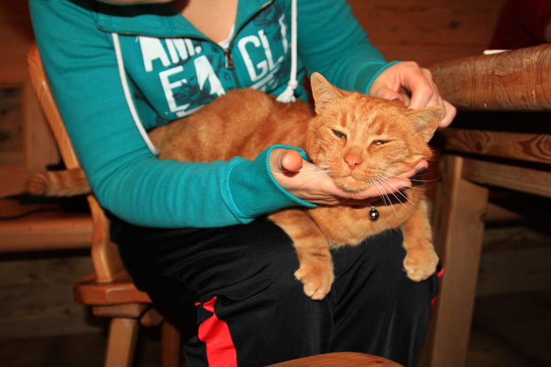Der Hauskater Franz Josef Gasthof Zum Bäreneck