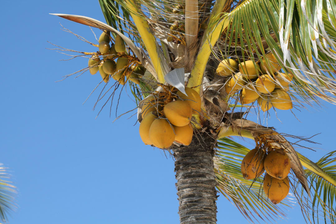 Palme in der Hotelanlage Ambre Mauritius